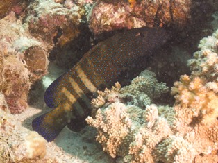 Cephalopolis Argus